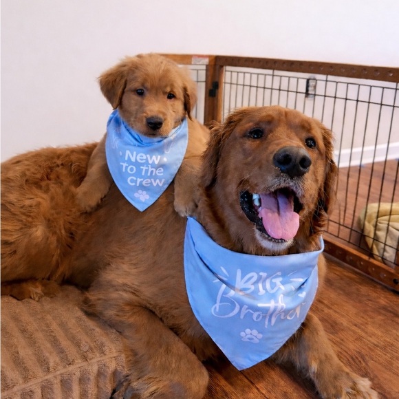 goldenboysmom